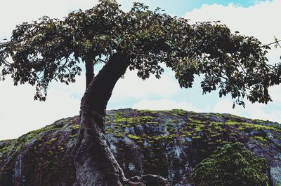 Low angle view of trees against sky