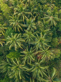 Close-up of pine tree