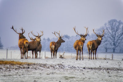 Deers in a field