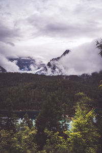 Scenic view of forest against sky