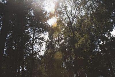 Low angle view of trees in forest