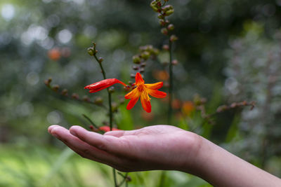 Close-up of hand holding orange flower