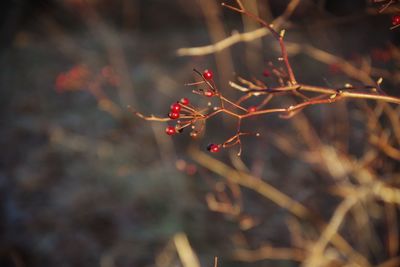 Close-up of plant