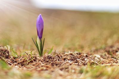 Close-up of purple crocus flowers on field