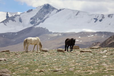 Horses on a mountain