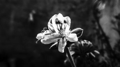 Close-up of flowering plant