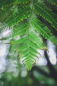 Close-up of green leaves