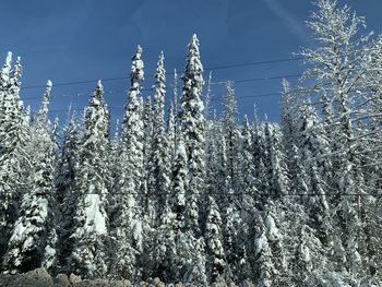 Low angle view of frozen plants on field against sky