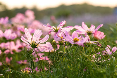 Close-up of pink flowering plants on field
