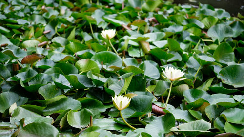 Close-up of flowering plant