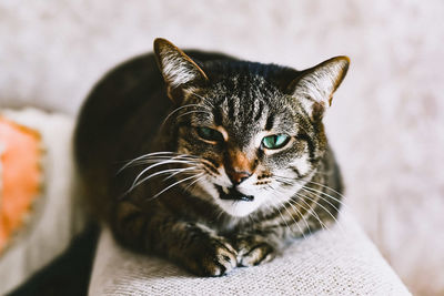 Close-up portrait of tabby cat