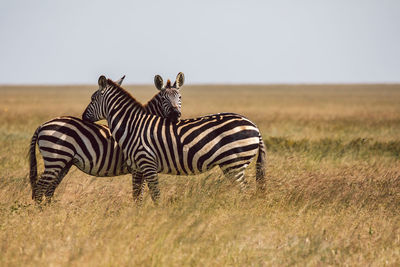 Zebra standing on field