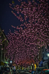 View of cherry blossom at night