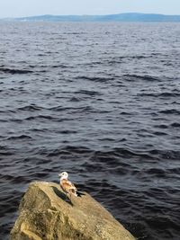 View of seagull on rock