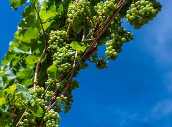 Ripening white grapes close-up on a vine plantation on a beautiful summer day in western germany.