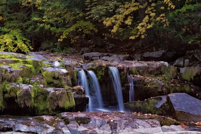 Scenic view of waterfall in forest