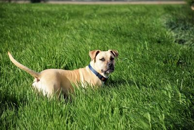 Dog standing on wheat field