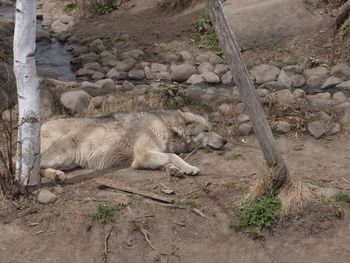 Wolf sleeping in zoo