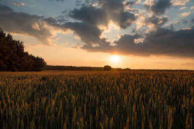 Scenic view of field against sky during sunset