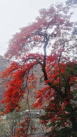 Low angle view of trees against sky during autumn