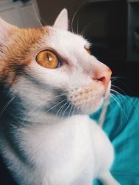 Close-up of a cat looking away