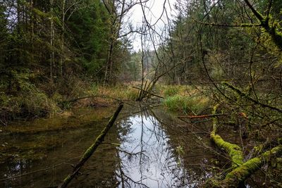 Reflection of trees in lake