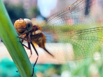 Close-up of dragonfly on plant