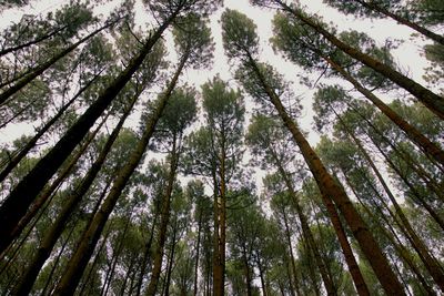 Low angle view of bamboo trees in forest