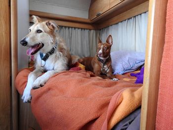 Dog relaxing on bed at home