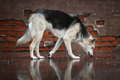 Full length of a dog drinking water