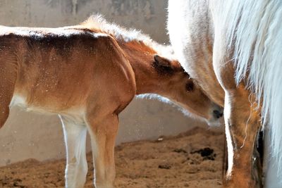 Close-up of horse drinking water