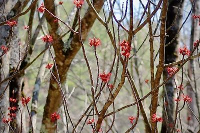 Close-up of red flowering plants on tree during winter