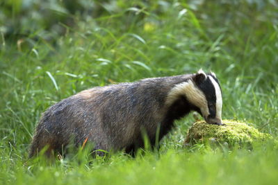 Side view of an animal on field