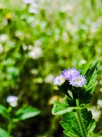 Close-up of purple flowers blooming outdoors