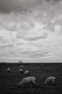 Flock of sheep grazing in a field near mont saint-michel