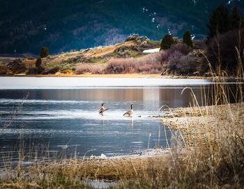 Birds on a lake