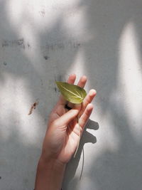 Hands holding leaves on wooden wall
