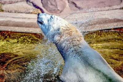 Polar bear water splashing