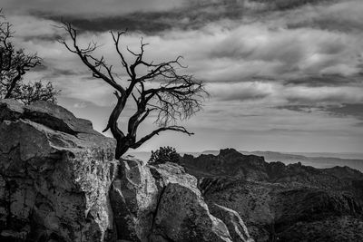 Low angle view of bare tree against sky