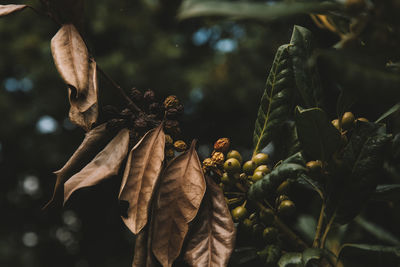 Close-up of dried fruits on tree