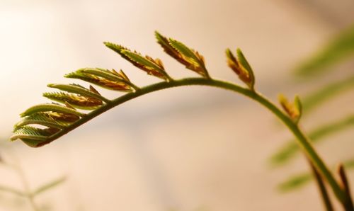 Close-up of fresh plant