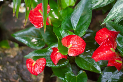 Close-up of red berries growing on plant