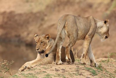 Lions outdoors