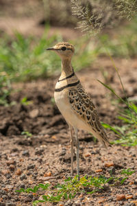 Two-banded courser stands by grass facing left