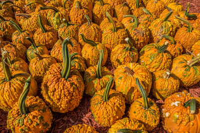 Full frame shot of pumpkin