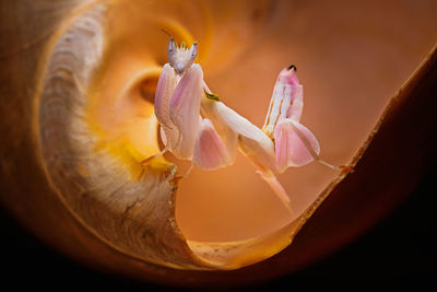 Close-up of pink flower