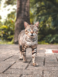 Portrait of a cat