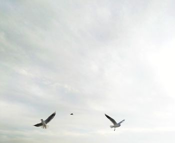 Seagulls flying in sky