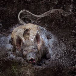 High angle view of rat on pig at field