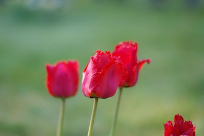 Close-up of red flower